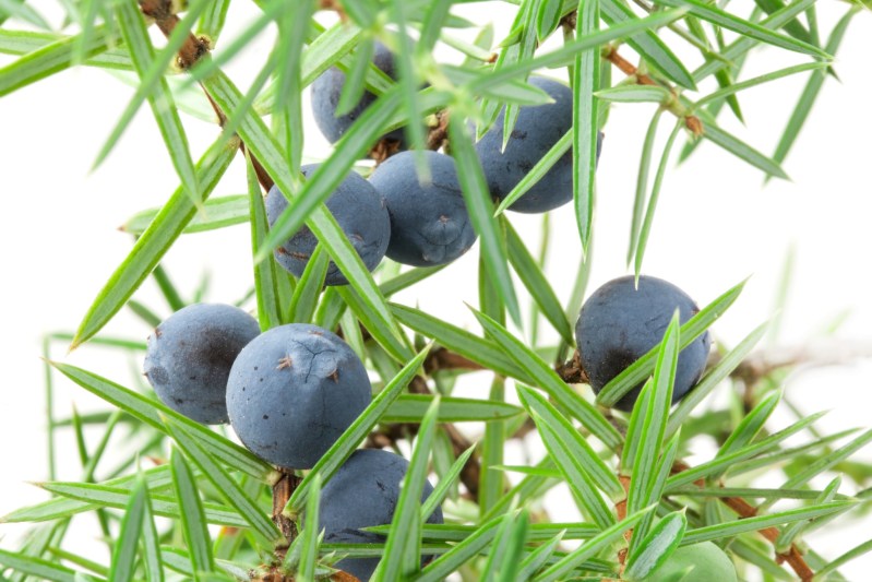 Juniper berries.